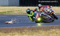 Le sport moto est DANGEREUX...pour les lapins !
