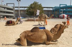 Des dromadaires, histoire de faire couleur locale